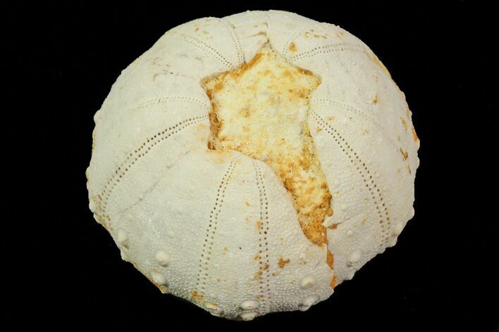 Heterodiadema Fossil Echinoid (Sea Urchin) - Morocco #69823